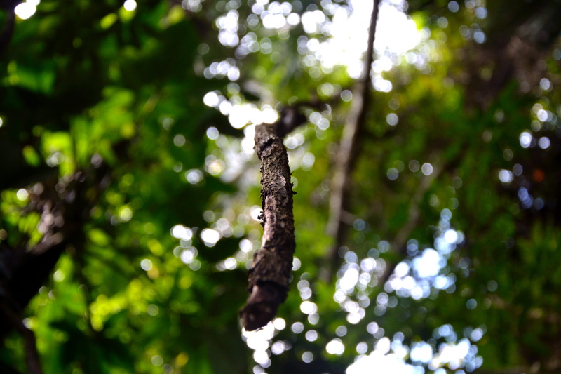 green color, leaf, jungle, foilage, focus on foreground, selective focus, 4K, beauty in nature, nature, tree, branch, belmopan, vine, trunk, day, no people