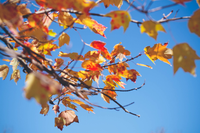 leaves, tree, landscape, 4K, leaf, autumn, fall, nature, foilage