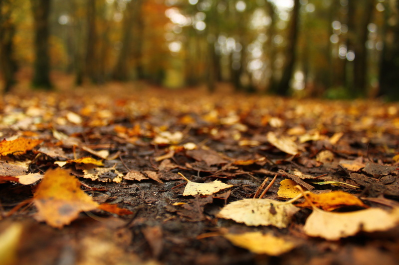 foilage, nature, leaves, tree, 4K, leaf, fall, autumn, landscape