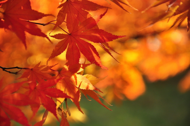 foilage, 1080P, leaf, landscape, nature, fall, tree, leaves, autumn