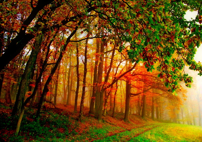 leaves, nature, leaf, foilage, fall, landscape, tree, 1080P, autumn