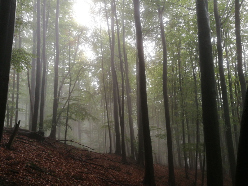 trunk, leaves, 4K, closeup, tree trunk, tranquility, ground, forest, day, streaming, green, plant, mist, tranquil scene, foilage, fog, hazy, daytime, scenics - nature