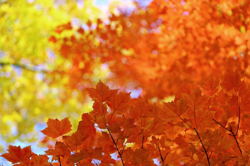 leaves, foilage, nature, leaf, landscape, fall, tree, 1080P, autumn