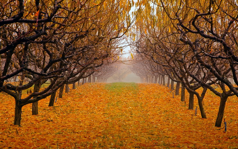 tree, landscape, nature, fall, leaves, leaf, 1080P, foilage, autumn