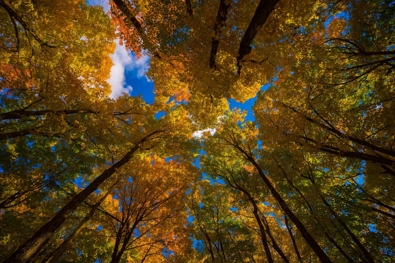 1080P, nature, leaf, leaves, landscape, autumn, tree, foilage, fall