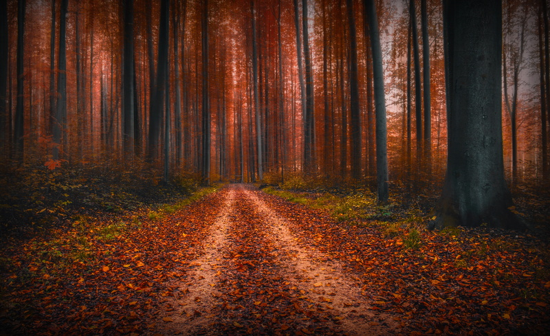tree, leaves, foilage, autumn, fall, landscape, nature, leaf, 5K