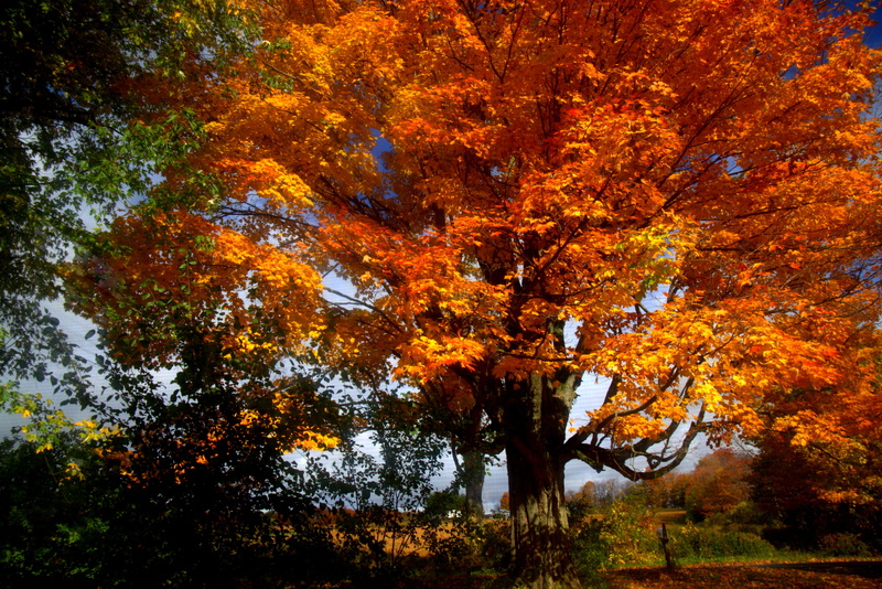  land, orange color, united states, idyllic, scenics - nature, low angle view, autumn collection, fall, autum, growth, plant, autumn, redreamer