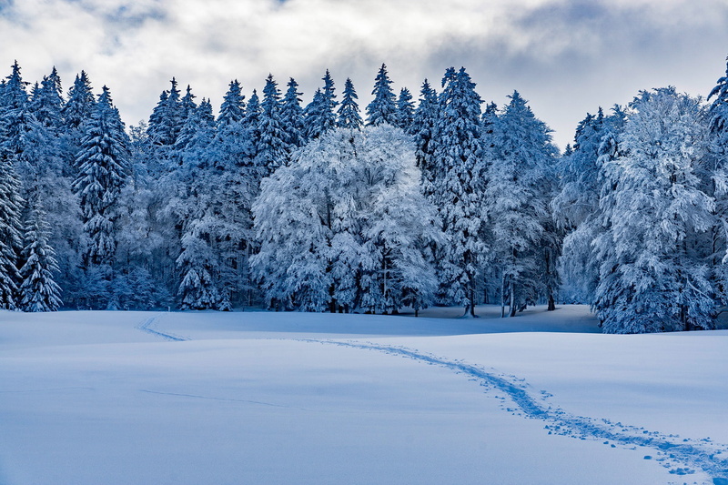 1080P, landscape, forest, trees, nature, winter, snow, clouds, snow tracks