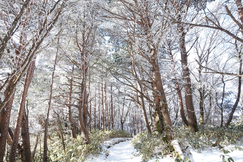 in the cold, cold, Snow Mountain, bare tree, no people, halla, tree, 4K, woodland, jeju island, tranquil scene, scenery, climbing, sunshine, Winter, branch