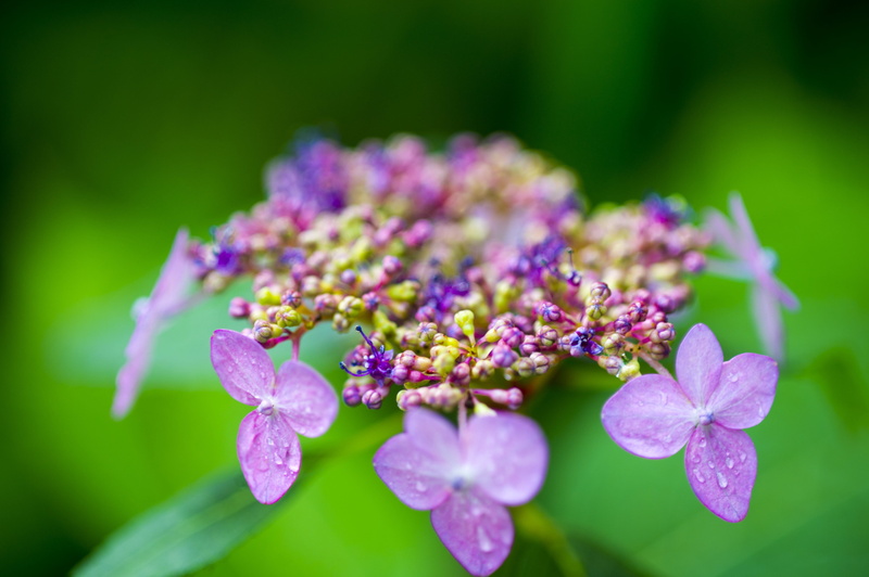 close-up, flowers, nature, springtime, selective focus, focus on foreground, botany, hydrangea, inflorescence, halla united states, day, petal, plant, flowering plant