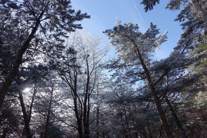 woodland, pine tree, nature, halla, climbing, snow, tree trunk, scenics - nature, tree canopy, 4K, snow mountain, day, beauty in nature, tree, no people