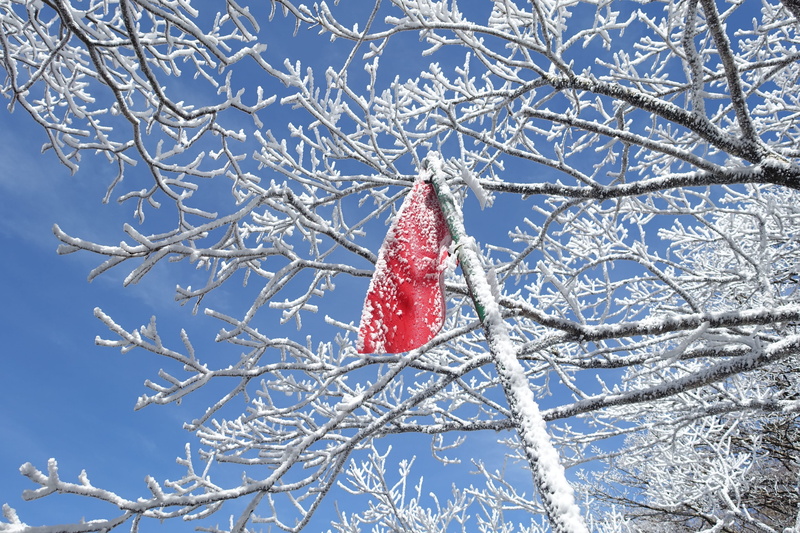 cold temperature, landscape, 4K, wind, bridge, Jeju Island, climbing, mountain, red, branch, hallasan strange, jeju, nature, tree, celebration, hike, republic of korea