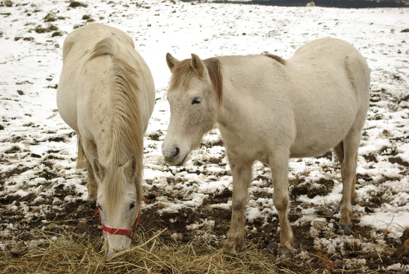 field, Snow, land, two animals, livestock, herbivorous, Horse, Halla, pets, nature, standing, day, mammal, vertebrate, landscape, animal, group of animals