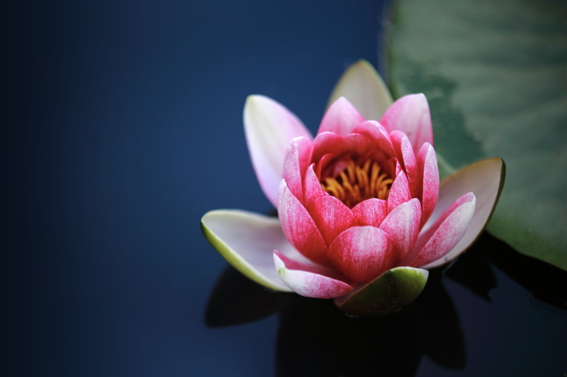 4K, pollen, no people, close-up, water lilies, flower head, cannon, halla arboretum, flower, pink color, selective, morning, inflorescence, water lily