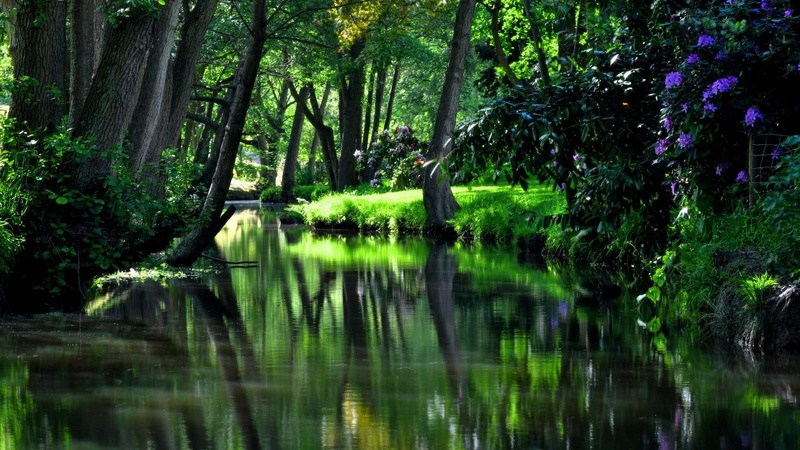 stream, creek, plants, 1080P, runnel, trees, greens