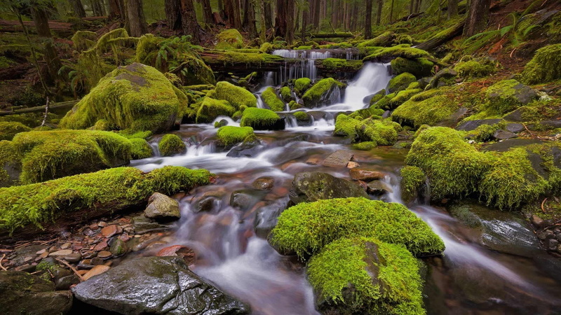 green color, 1080P, rock - object, rainforest, flowing, waterfall, scenics - nature, growth, power in nature, solid, runnel, mossy, flowing water, outdoors