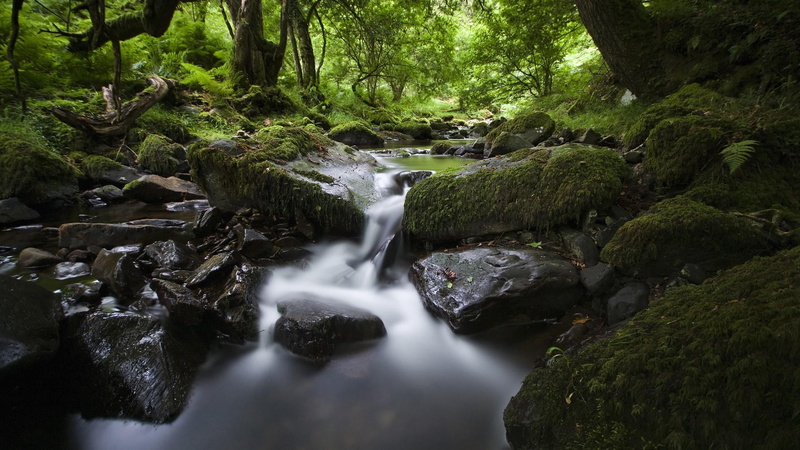 brook, beauty in nature, flowing water, waterfall, 1080P, solid, no people, stones, motion, tree, runnel, creek, growth, water, blurred motion, green color