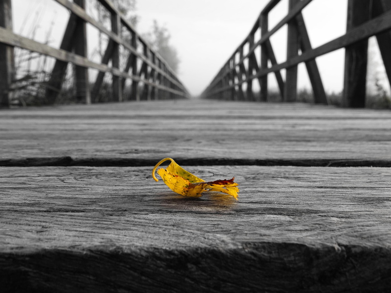 no people, yellow, city, web, away, yellow sheet, selective focus, 5K, photo, animal themes, outdoors, road, bridge - man made structure, change, built structure
