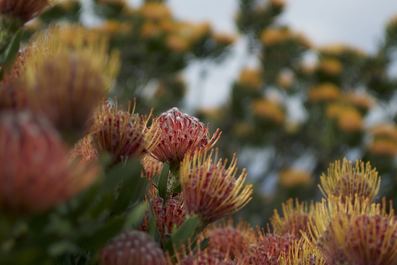 day, selective focus, freshness, coniferous tree, plant, south africa, flower head, fragility, tree, focus on foreground, tranquility, botanical garde