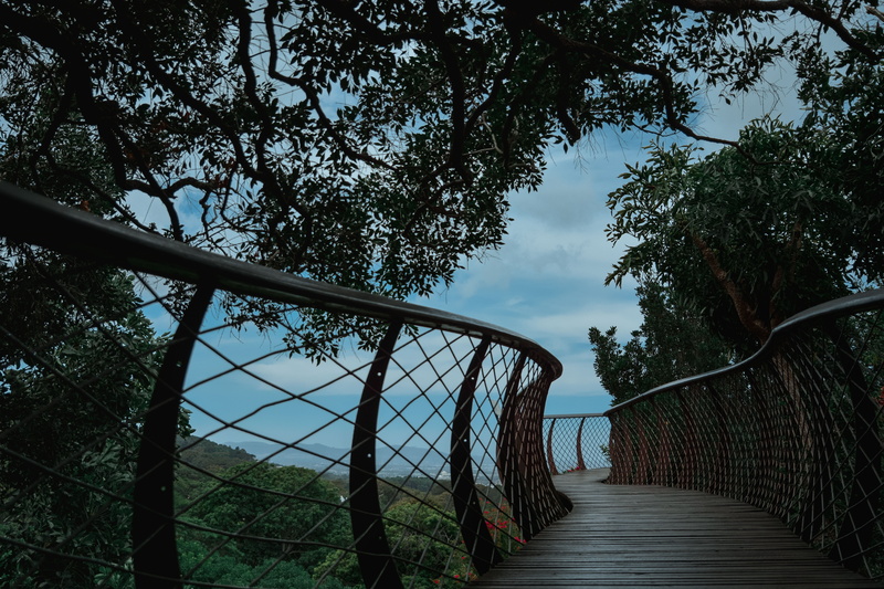 protection, sky, bridge, south africa, cape town, security, outdoors, footbridge, tree, direction, bridge - man made structure, the way forward, railing
