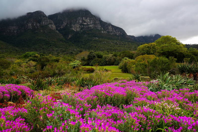 mountains, Cape Town, clouds, park, nature, Kirstenbosch National Botanical Garden, 1080P, Trees, flowers