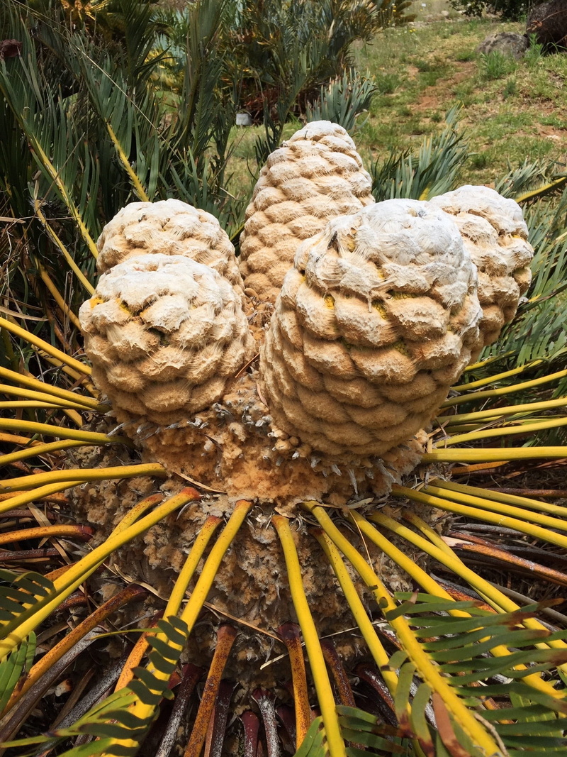 high angle view, garden, flora, growth, pattern, grass, freshness, no people, animal shell, blooming, natural, shell, south, beauty in nature, close-up