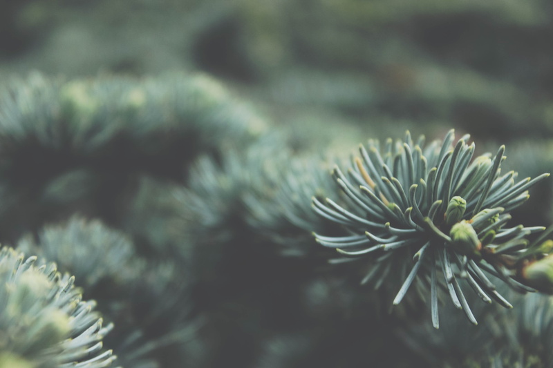 needle - plant part, coniferous tree, leaf, close-up, pinaceae, focus on foreground, 5K, fir tree, kirstenbosch national botanical garden, freshness, green