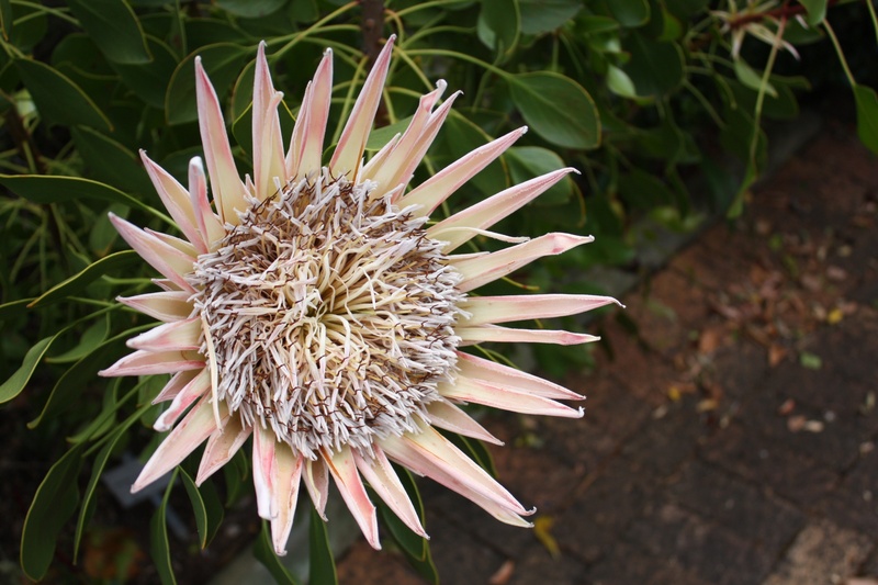 land, beauty in nature, vulnerability, no people, kirstenbosch, botanical garden, close-up, flower head, focus on foreground, king protea, field, growth