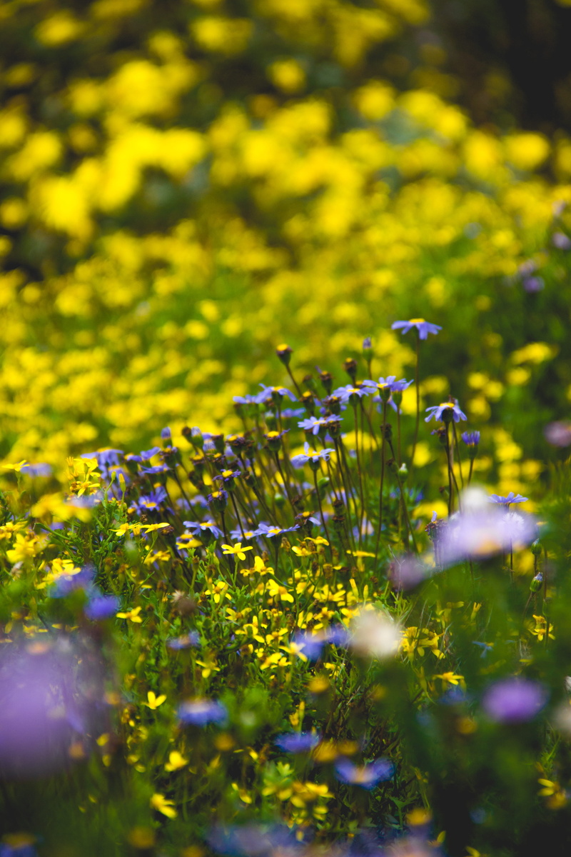 green color, close-up, fragility, vulnerability, no people, 5K, field, freshness, flowerbed, selective focus, day, cape town, flowering plant, kirstenbosch national botanical garden