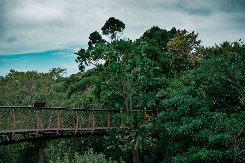 growth, foliage, day, kirstenbosch national botanical garden, bridge - man made structure, tree, plant, scenics - nature, outdoors, built structure, bridge