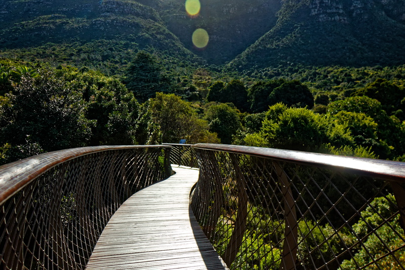 water, bridge, botanical garden, long, plant, beauty in nature, the way forward, cape town, bridge - man made structure, 5K, tranquil scene, tranquility