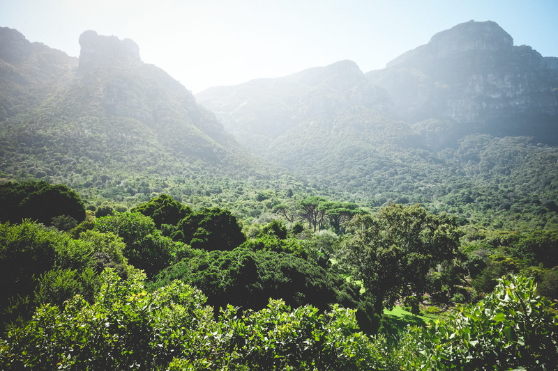 mist, tree, 2K, green color, kirstenbosch botanical gardens, plants, sky, outdoors, exotic, scenics - nature, landscape, kirstenbosch national botanical garden