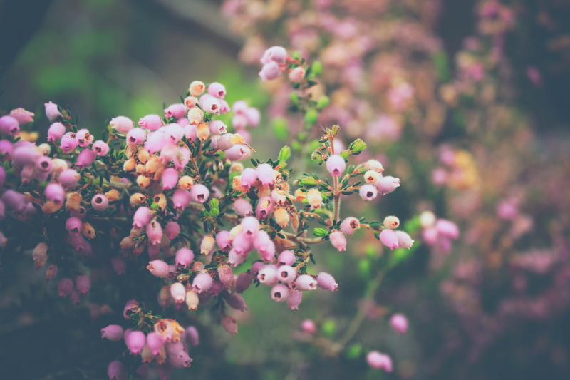 freshness, flowering plant, plant, close-up, kirstenbosch national botanical garden, pink color, petal, outdoors, south africa, day, flower head, nature
