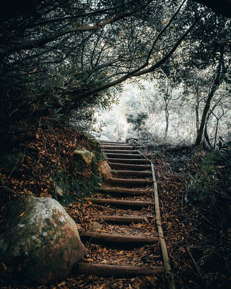 railing, tranquility, day, rock - object, staircase, direction, kirstenbosch national botanical garden, 4K, tree, growth, outdoors, plant, land, solid