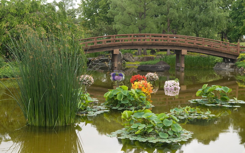 Japan, waterfront, day, floating on water, arch, no people, reflection, nature, water, tree, outdoors, flower, built structure, lake, bridge, bridge - man made structure