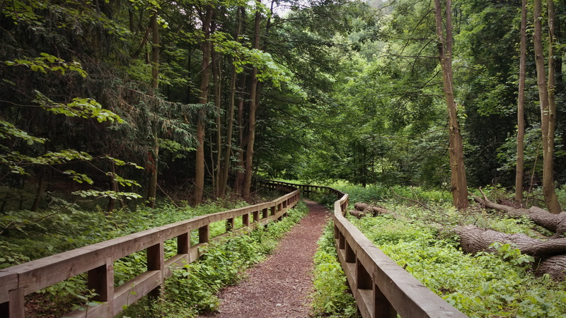 nature, bridge, 4K, direction, no people, Poland, lush foliage, fence, tranquility, trees, beauty in nature, bamboo - plant, forest, plant, day, tranquil scene
