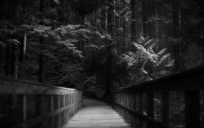 built structure, pathway, footpath, green, plant, bridge, monochrome, leafed, 2K, connection, land, no people, footbridge, day, tree, nature, trees, the way forward