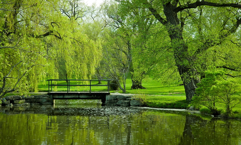 outdoors, green color, idyllic, day, growth, nature, trees, swamp, tree, footbridge, plant, forest, waterfront, beauty in nature, tranquility, 2K, non-urban scene