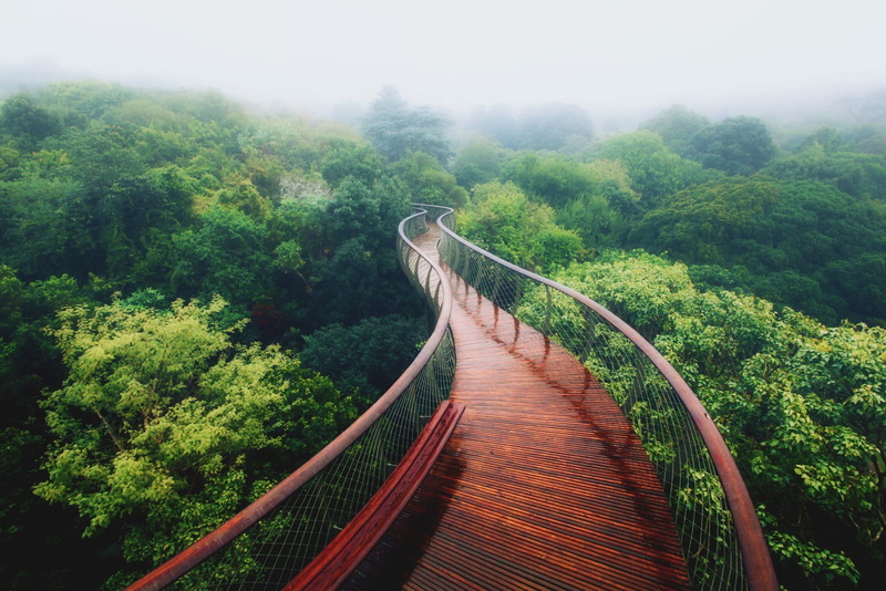 forest, day, beauty in nature, long, green color, tranquil scene, trees, the way forward, plant, tree, bridge - man made structure, growth, foliage, wooden