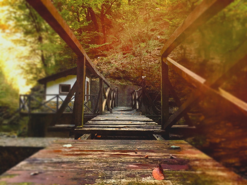 1080P, bridge, architecture, nature, track, railing, forest, the way forward, footbridge, no people, wood - material, autumn, connection, change, diminishing perspective