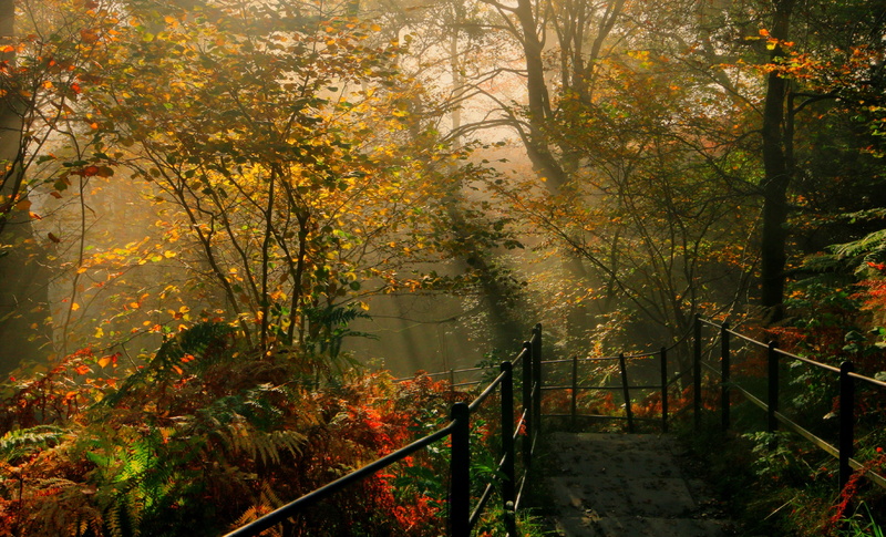 fall, autumn collection, day, path, architecture, change, land, footpath, plant, no people, 2K, tranquil scene, forest, growth, nature, the way forward