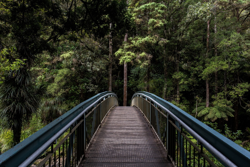 railing, 5K, tree, land, day, bridge, footpath, the way forward, plant, trees, diminishing perspective, transportation, growth, tranquility, no people