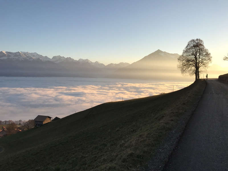 scenics - nature, tree, bernese oberland, environment, sky, land, outdoors, switzerland, autumn, landscape, fog, water, nature, plant, road, 4K, lake thun