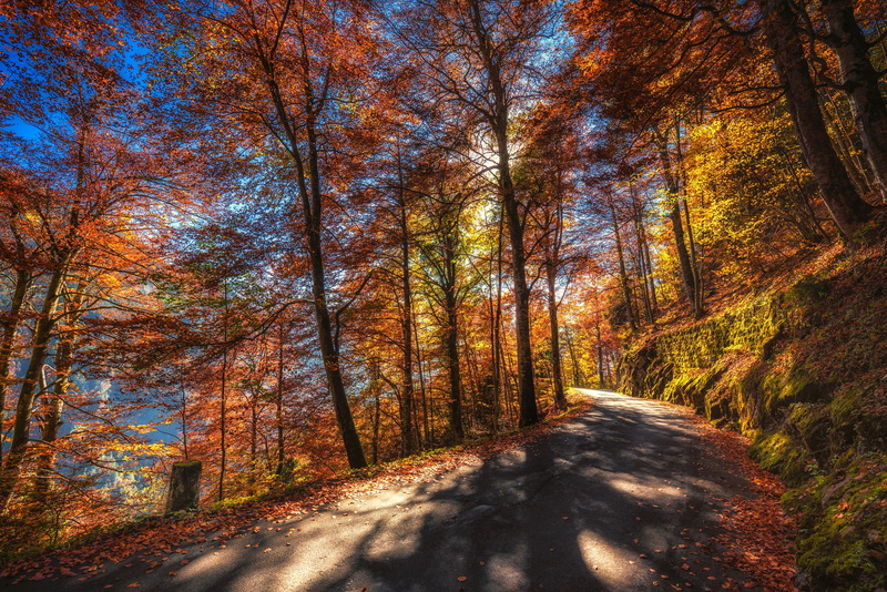 forest, 5K, leaves, trees, Thun, mountains, moss, Switzerland, road, the sun, autumn, slope, Canton of Berne