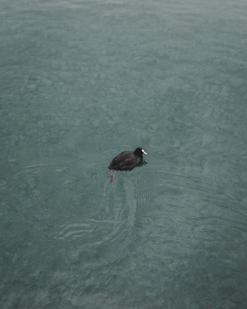 2K, high angle view, bird, aqua, thun, water, swimming, beauty in nature, outdoors, no people, animal wildlife, minimal, animal, switzerland, animals in the wild
