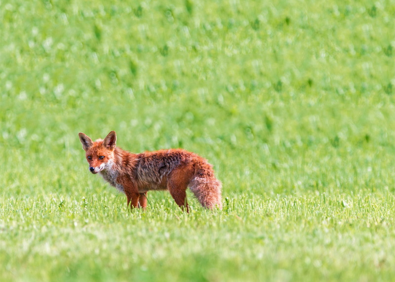field, fuchs, nature, meadow, animal wildlife, little fox, green, red, standing, day, land, plant, wild, fox, forest animal, one animal, red hair, 4K