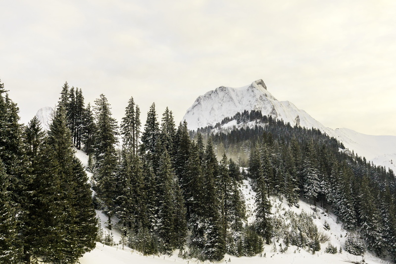 no people, cold, non-urban scene, mountain, snowcapped mountain, cloud - sky, snow, surrounded, different ways, beauty in nature, growth, branches, pine