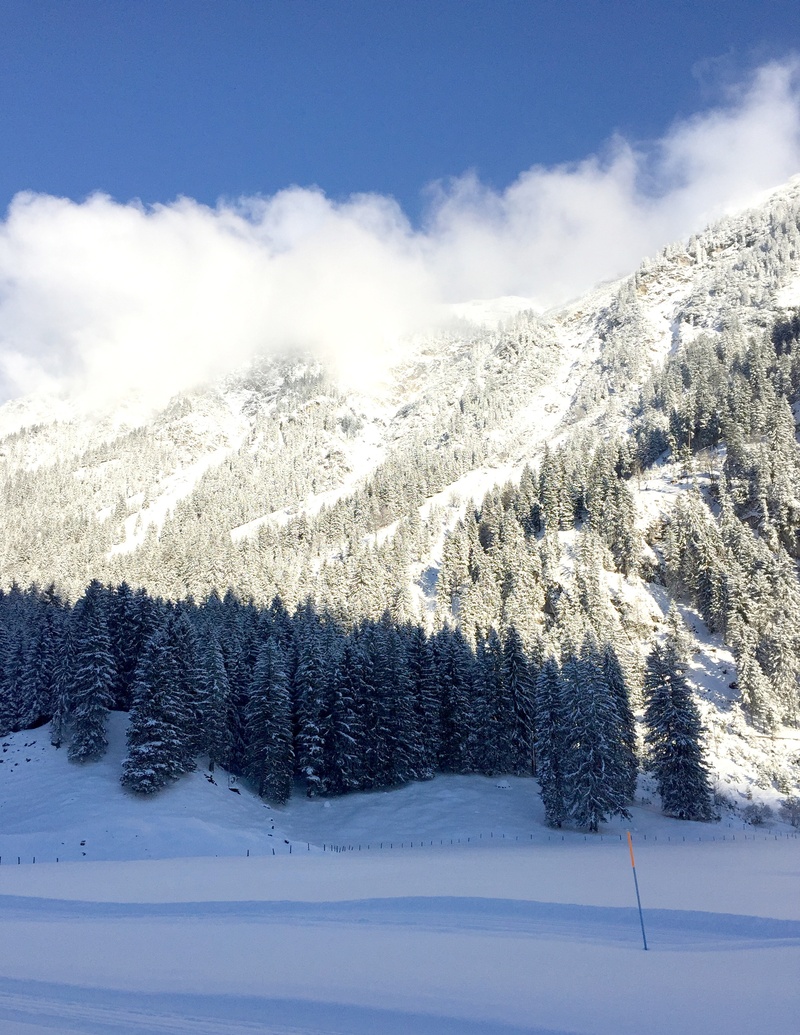 tree, coniferous tree, covering, nature, plant, mountain, panorama, allgäu, 2K, tranquility, no people, beauty in nature, environment, white color, landscape