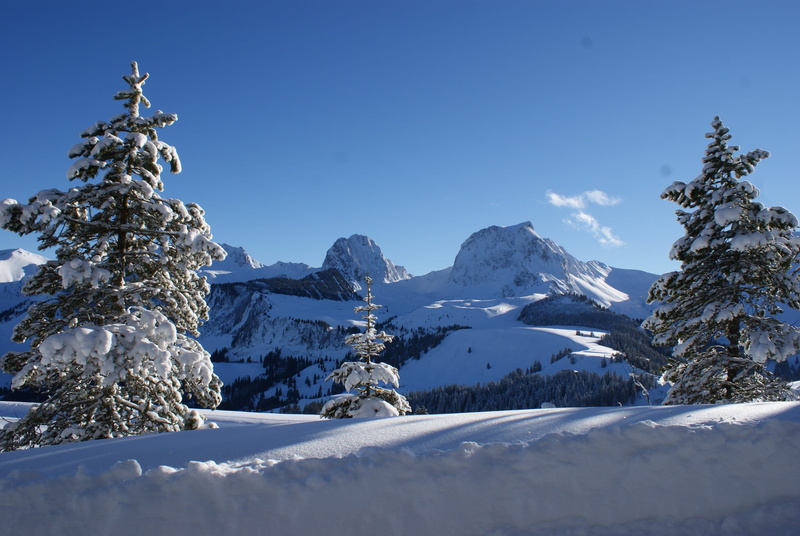 coniferous tree, switzerland, outdoors, mountain, extreme weather, Gantrisch, snowcapped mountain, day, clear sky, environment, mountain peak, tranquility