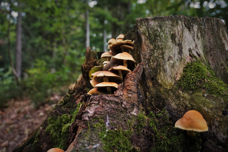 day, autumn sun, mushrooms, tree trunk, vegetable, close, growth, forest mushrooms, beauty in nature, tree, trunk, rock - object, outdoors, fungus, forest